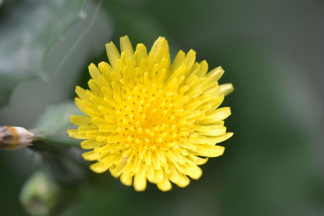 Sonchus oleraceus / Grespino comune